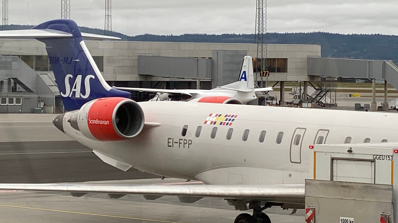 ulv ulveflokk rovdyr