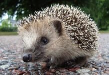 Slik kan du redde livet til piggsvin