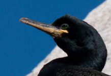 Syv nye naturområder kan bli vernet