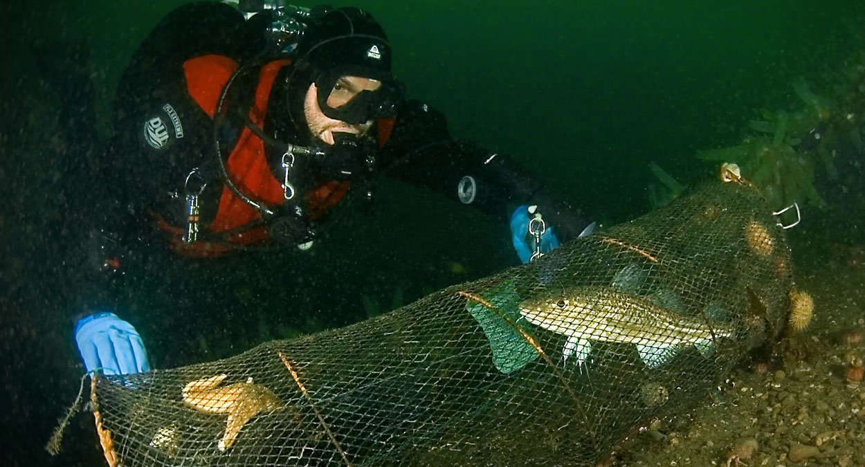 ulv ulveflokk rovdyr