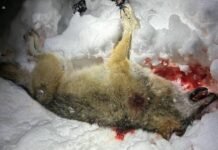 Milliarder til bønder er dødsdommer mot rovdyr