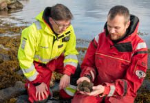 Kråkebolleinvasjon truer havet – slik kan du bidra