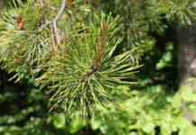 Helikopter og motorsag mot fremmede sorter