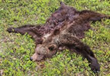 Rekordmange skutt denne sommeren – krever stopp i nedskytingen av bjørn