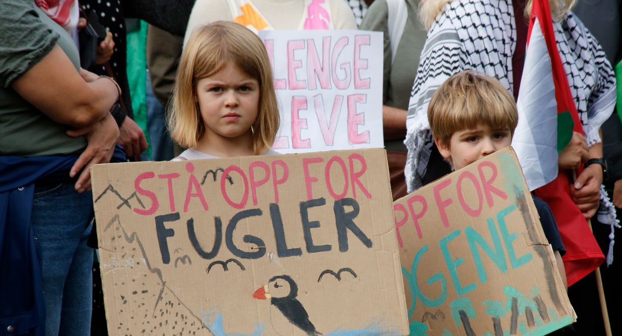 ulv ulveflokk rovdyr