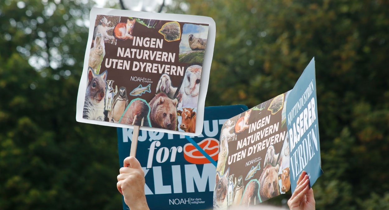 ulv ulveflokk rovdyr