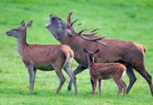NOAH: Nattkikkerter kan gi flere lovbrudd Hjort