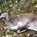 Hjort-med-avskutt-kjeve-Gulen-ettersoksring-1250