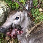 Hjort-med-avskutt-kjeve-Gulen-ettersoksring-naer-1250