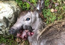 Det er ikke tøft å drepe