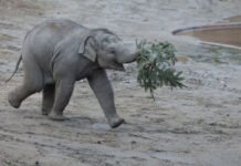 Elefantunge døde i København Zoo