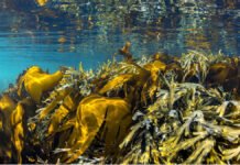 Uvanlig høye målinger langs kysten