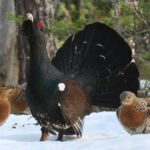 ntb-komm-statskog-tiur-1250