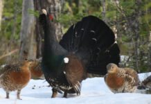 Hogst kan knuse titusenvis av fuglereir