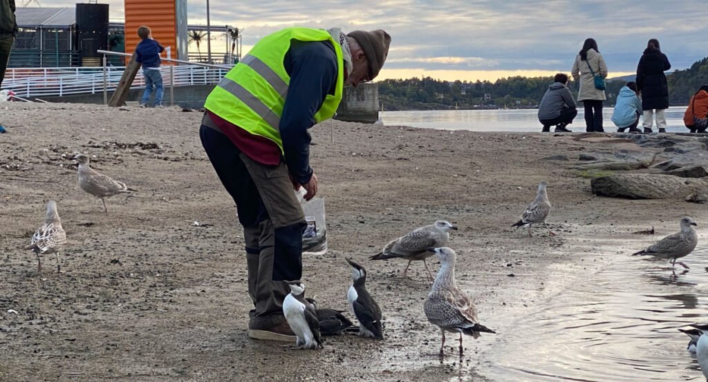 Desperate lomvier får mat av frivillige på Operastranda (se video og bilder) 3