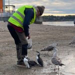 operastranda-lomvi-IMG_2348