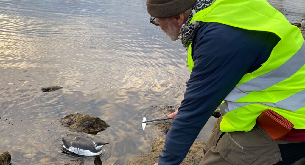 Desperate lomvier får mat av frivillige på Operastranda (se video og bilder) 1