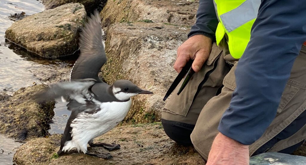 Desperate lomvier får mat av frivillige på Operastranda (se video og bilder) 2
