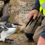 operastranda-lomvi-IMG_2363