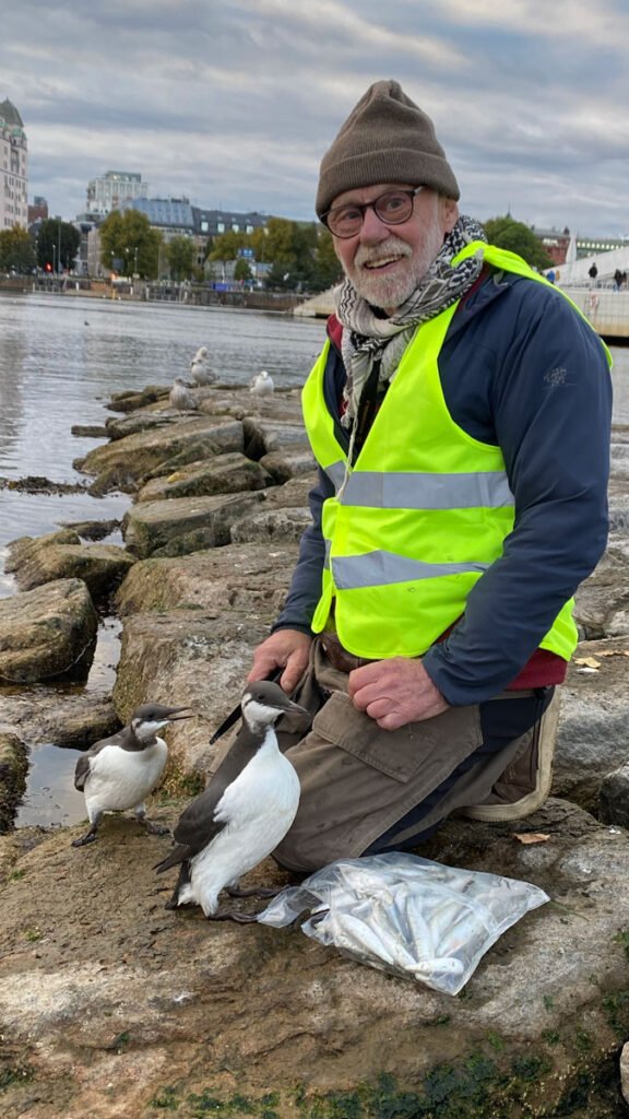 Desperate lomvier får mat av frivillige på Operastranda (se video og bilder) 4