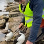 operastranda-lomvi-IMG_2369