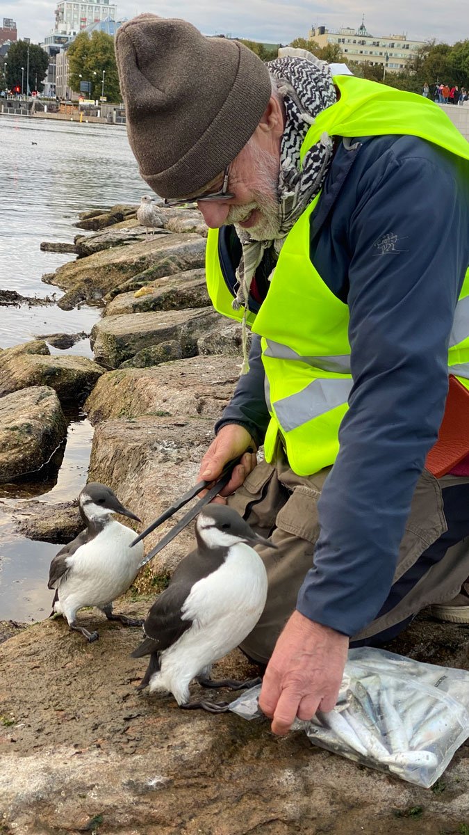 ulv ulveflokk rovdyr