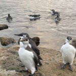 operastranda-lomvi-IMG_2376