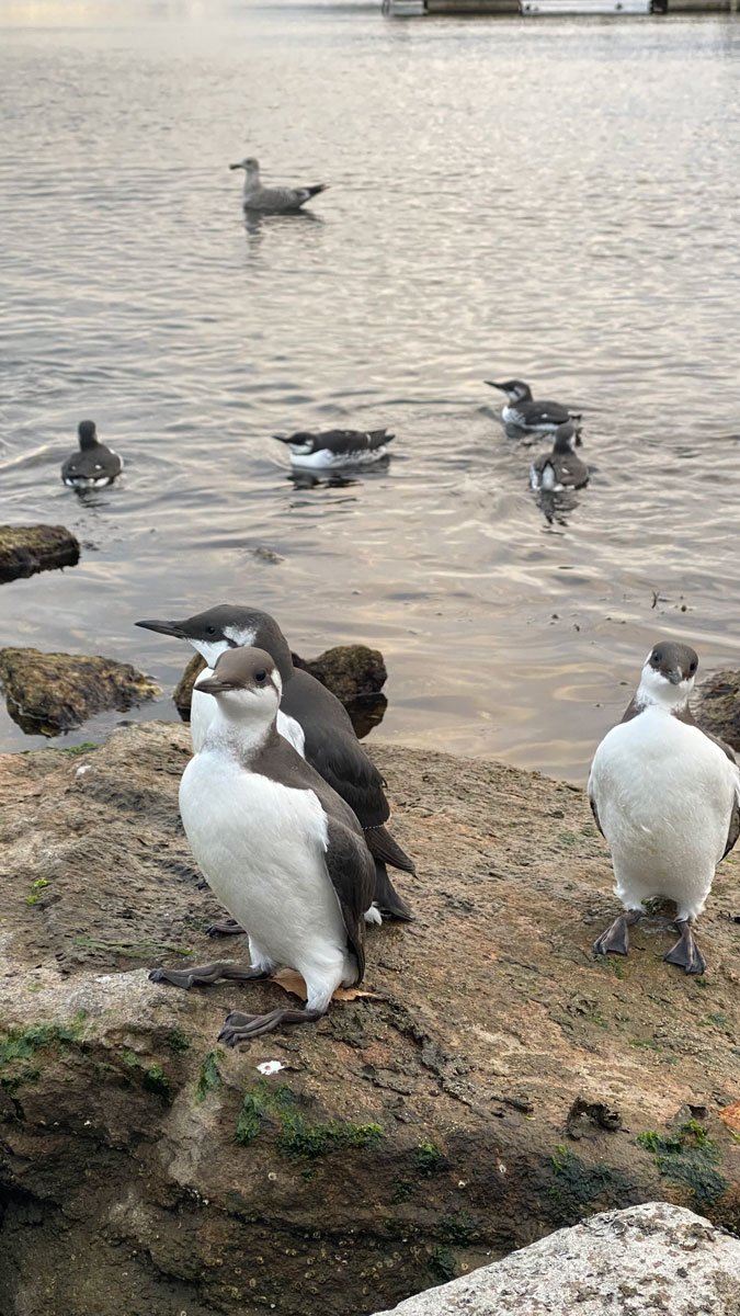 ulv ulveflokk rovdyr