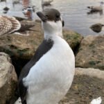 operastranda-lomvi-IMG_2388