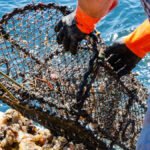 teine-I-2020-ble-1000-redskaper-ryddet-fra-Raet-1250