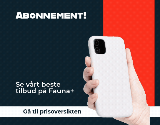 ulv ulveflokk rovdyr