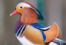 Mange spennende arter observert så langt i 2025