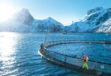 Matrester kan bli en «game shanger» for norsk oppdrett