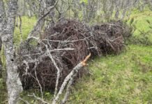 Fjernet 27 tonn piggtråd fra forsvarsanlegg