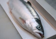 Hybrid mellom pukkellaks og atlantisk laks overlevde