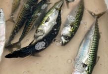 Lite miljøgifter, bekymret for kvikksølv