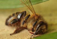 Er strøm og trådløst naturens nye miljøgift?