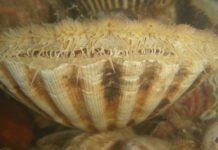 Kamskjell flytter stadig lengre på grunn av klimaoppvarmingen