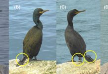Fugleforskere har trolig passert en smertegrense