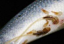 Alarmerende luseøkning – denne fjorden sliter mest lakselus