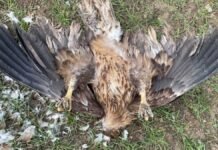 Perfekt fjærdrakt – drept av forbudt gift