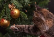 Millioner av juletrær – hvilket er best for naturen?