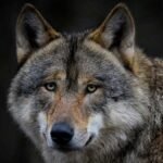 lastet-opp-ulv-pixabay-896