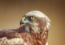 Skandaledom: En hån mot naturen