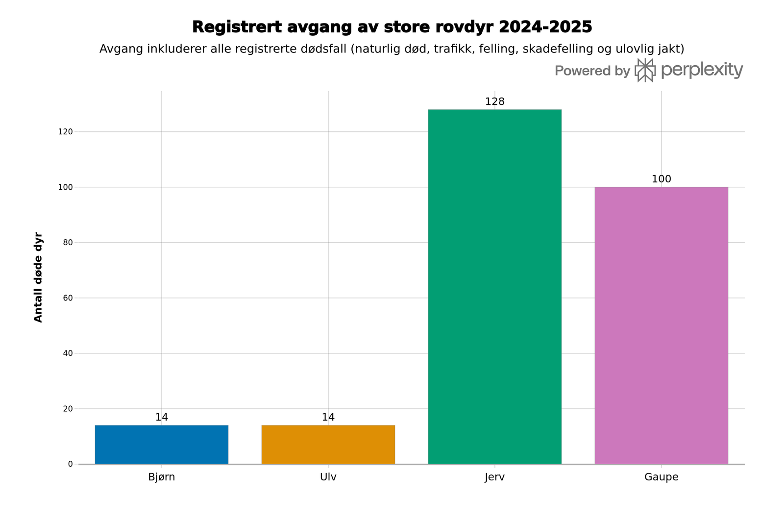Jerv og gaupe topper dødslista for rovdyr