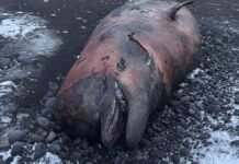 80 strandede sjøpattedyr på litt over ett år