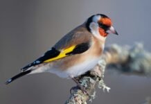 Bli med på vinterens viktigste fugledugnad