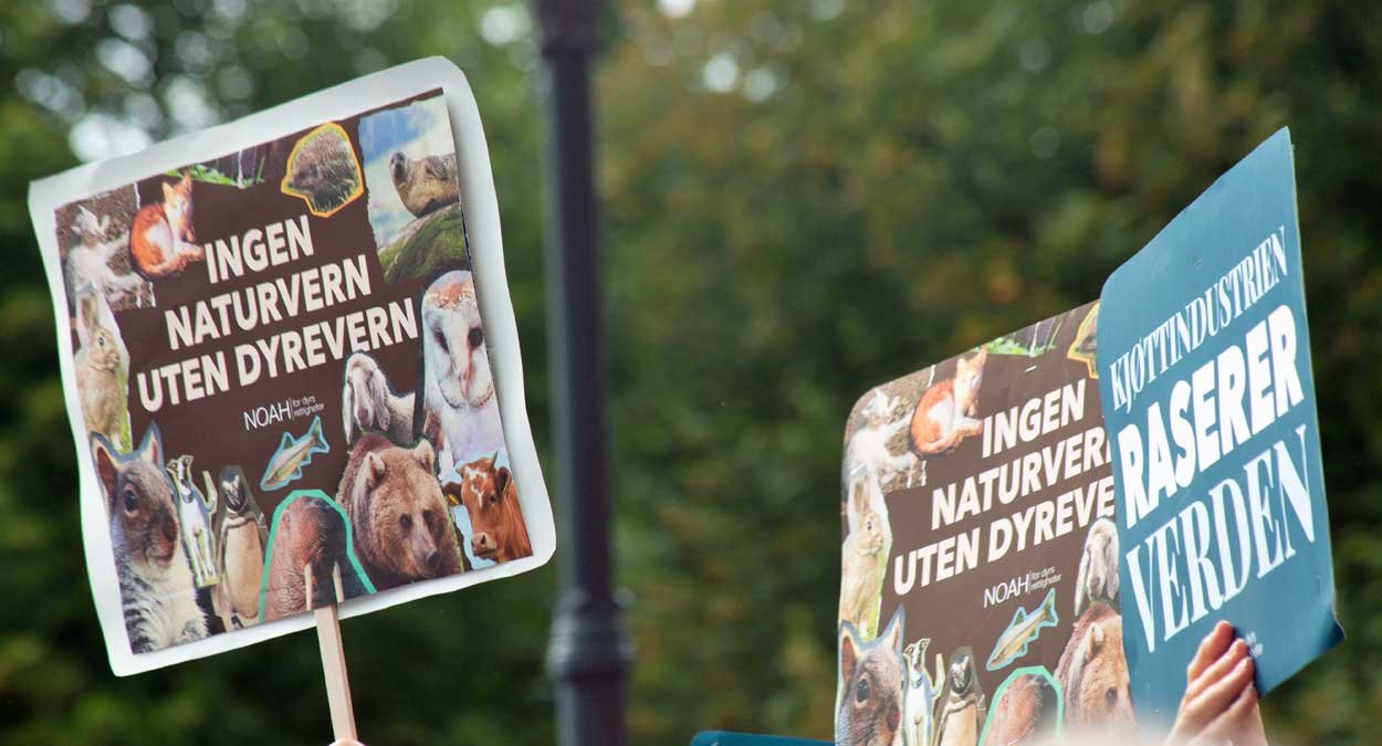 ulv ulveflokk rovdyr