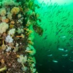 18001787915887557_fauna.no_