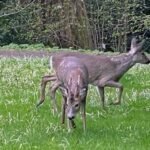 18002026718714468_fauna.no_